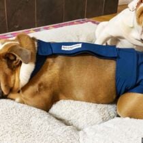 english bulldog dog diaper