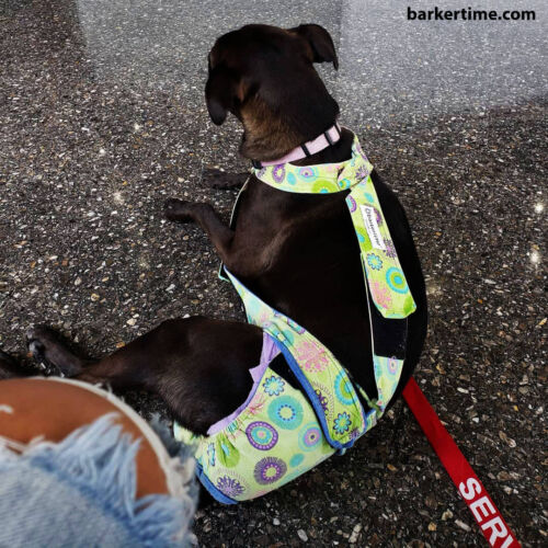 Mercado 1 - barkertime sato dog diaper