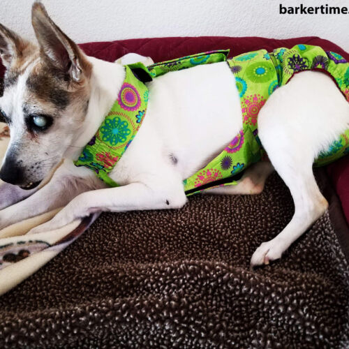 blanche - barkertime blind dog diaper