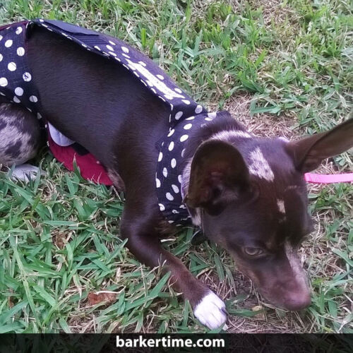 slinky 1 - barkertime slinky 1 - barkertime