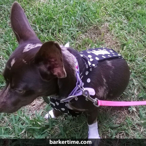 slinky 2 - barkertime slinky 2 - barkertime