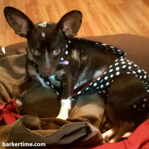 slinky 3 - barkertime slinky 3 - barkertime