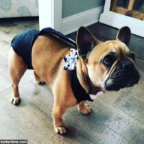 french bulldog dog diaper