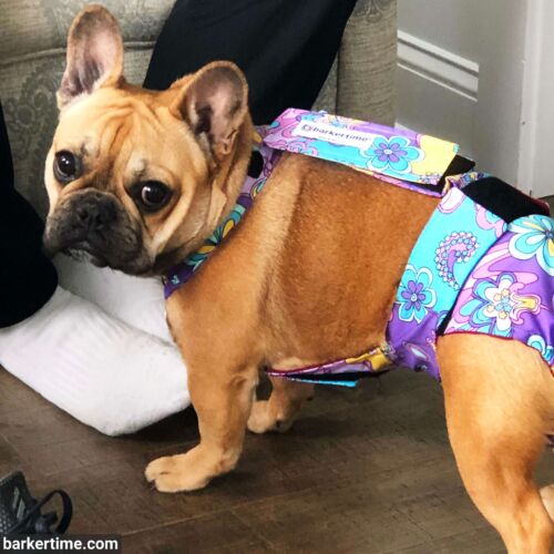 french bulldog dog diaper