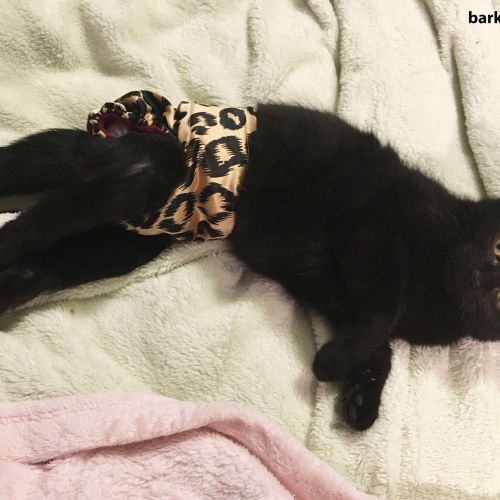 Barkertime Cheetah Washable Cat Diaper Made in USA