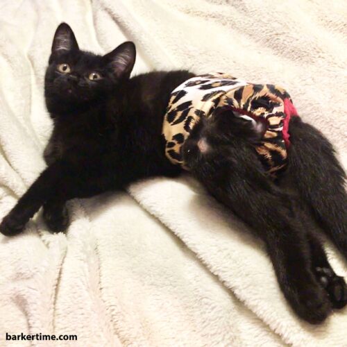 cat diaper