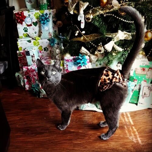 cat diaper