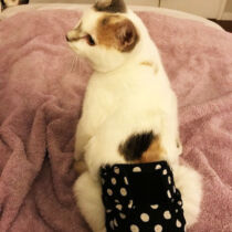 cat diaper