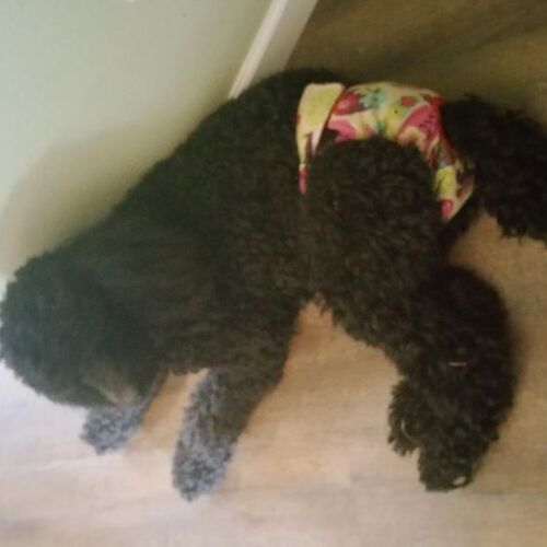 2440 flower diaper - poodle 2440 flower diaper - poodle