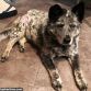 australian cattle dog diaper