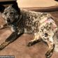 australian cattle dog diaper