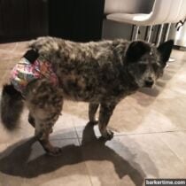 Macy – Roke 3 – barkertime australian cattle dog diaper