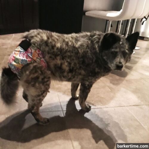 Macy - Roke 3 - barkertime australian cattle dog diaper