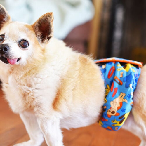 mario_barkertimebellyband1-lite mario_barkertimebellyband1-lite