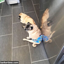 Monticello – St Paul – barkertime pug dog belly band dog diaper