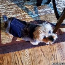 Nugget – Schmidt – barkertime yorkie dog diaper belly band