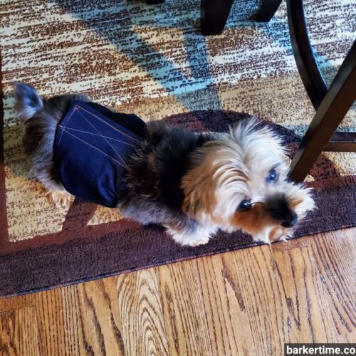 Nugget - Schmidt - barkertime yorkie dog diaper belly band