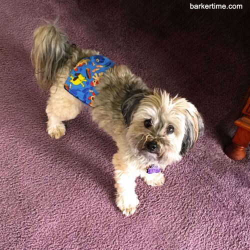 teddy louie 1 - barkertime shihtzu dog diaper