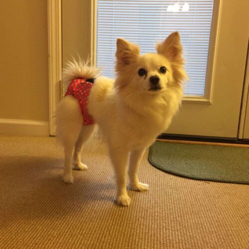 pink neon dog diaper review pic pink neon dog diaper review pic