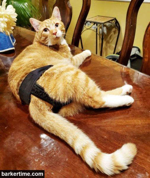 cat diaper stud pants