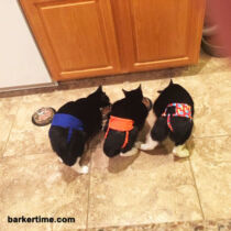 cat spraying cat diaper