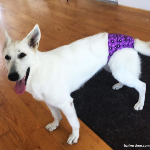 diva 1 - barkertime diva 1 - barkertime