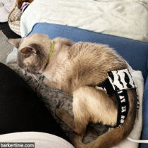 cat diaper pull up stud pants