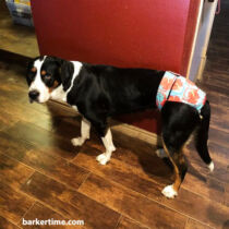 saint bernard dog diaper