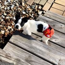 boston bull terrier dog diaper