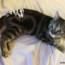 domestic shorthair cat diaper