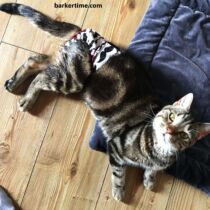 domestic shorthair cat diaper