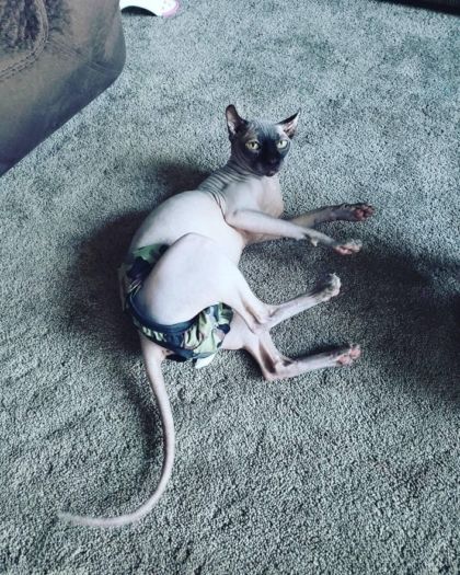 sphynx cat diaper stud pants