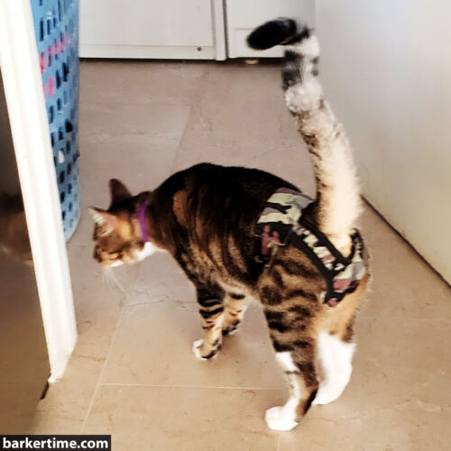 squirtle -snell 1 - barkertime cat diaper stud pants