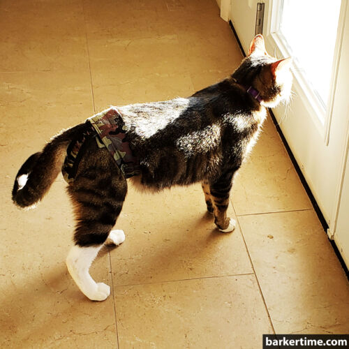 squirtle -snell 2 - barkertime cat diaper stud pants