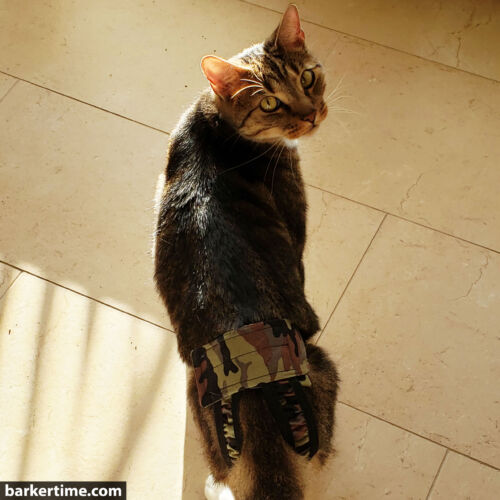 squirtle -snell 3 - barkertime cat diaper stud pants