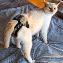 cat diaper pull-up