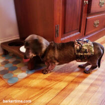 dachshund dog diaper