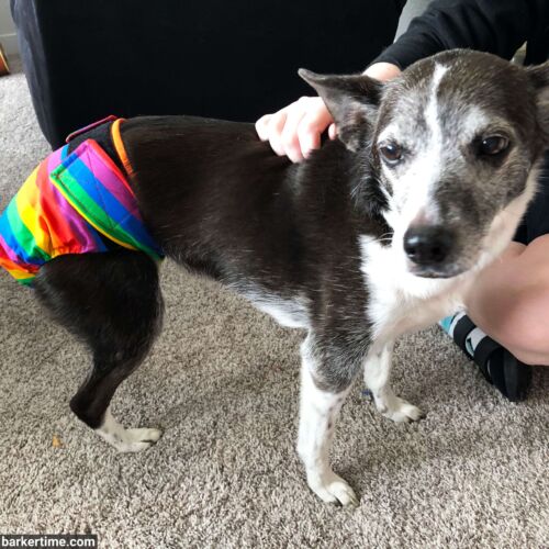 Pip - Morgan 3 - barkertime Pip - Morgan 3 - barkertime