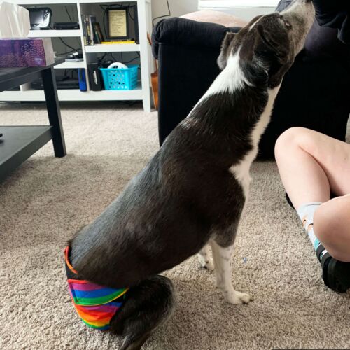 Pip - Morgan 6 - barkertime Pip - Morgan 6 - barkertime