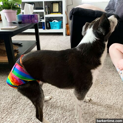 Pip - Morgan 7 - barkertime Pip - Morgan 7 - barkertime