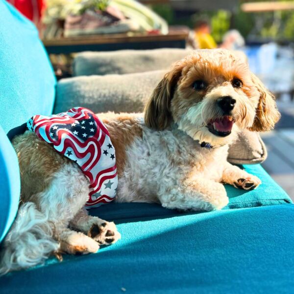 shihtzu dog diaper belly band