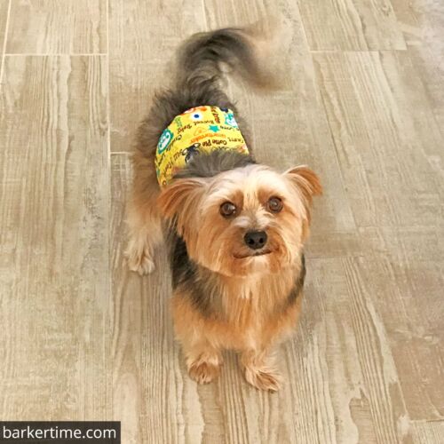 Bentley - Newell - barkertime yorkie dog diaper belly band