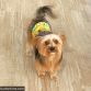 yorkie dog diaper belly band