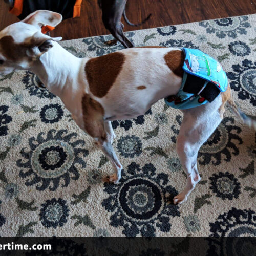 Geordie & Keiran 1 - barkertime italian greyhound dog diaper