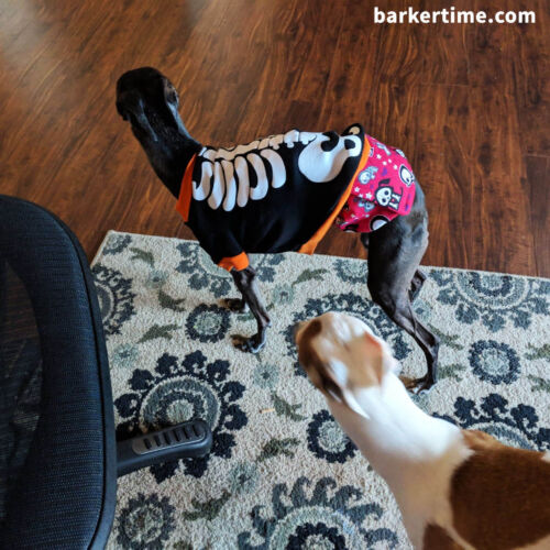 Geordie & Keiran 2 - barkertime italian greyhound dog diaper