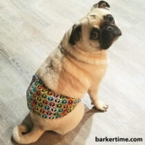 pug dog diaper belly band