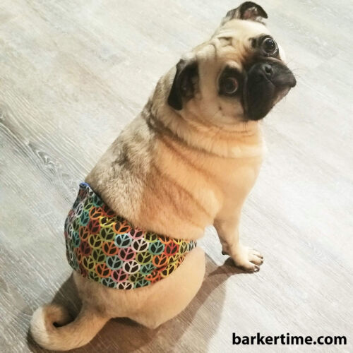 percy - buskohl - barkertime pug dog diaper belly band