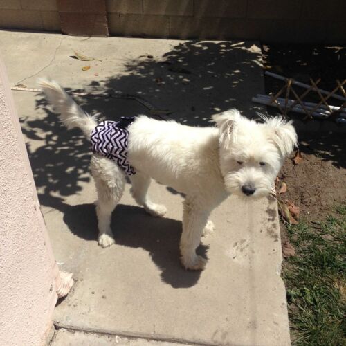toby - black chevron on white diaper toby - black chevron on white diaper