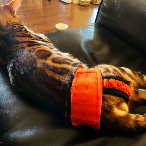 Cashmere - Ludewigt - barkertime bengal cat diaper