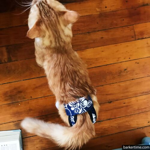 maine coon cat diaper